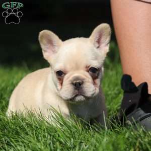 Charlotte, French Bulldog Puppy